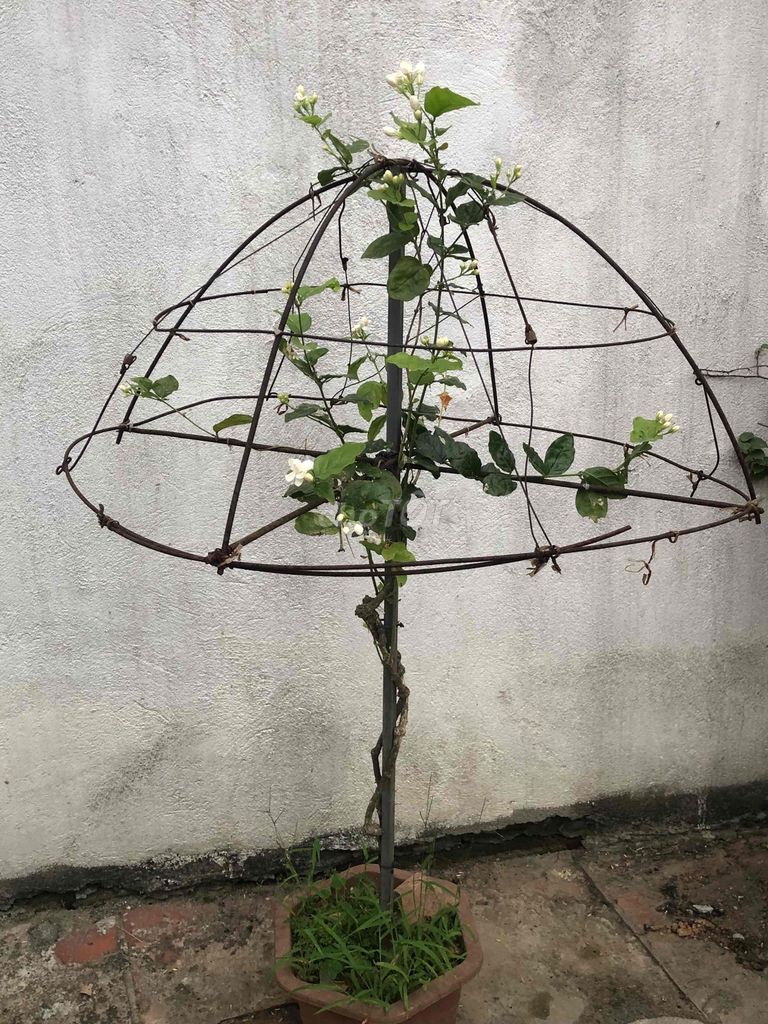 Cây cảnh Hoa Nhài ta. Mua bán Cây cảnh, đồ trang trí tại Huyện Sông Lô Vĩnh Phúc được đăng bởi Lê Quang Tĩnh hình 1