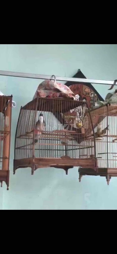 Lồng thái Chim chào mào. Mua bán Chim tại Quận Long Biên Hà Nội được đăng bởi Nguyên Yoshi hình 1