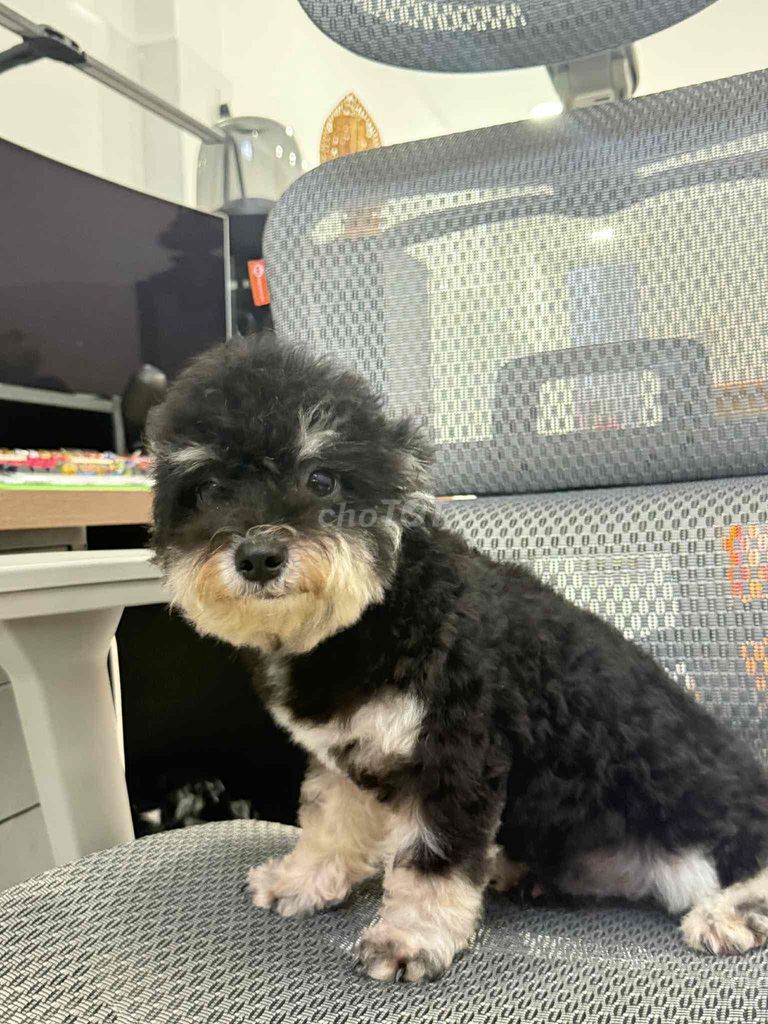 Tìm chủ cho cặp poodle như ảnh. Mua bán Chó tại Thành phố Tây Ninh Tây Ninh được đăng bởi Duy hình 4