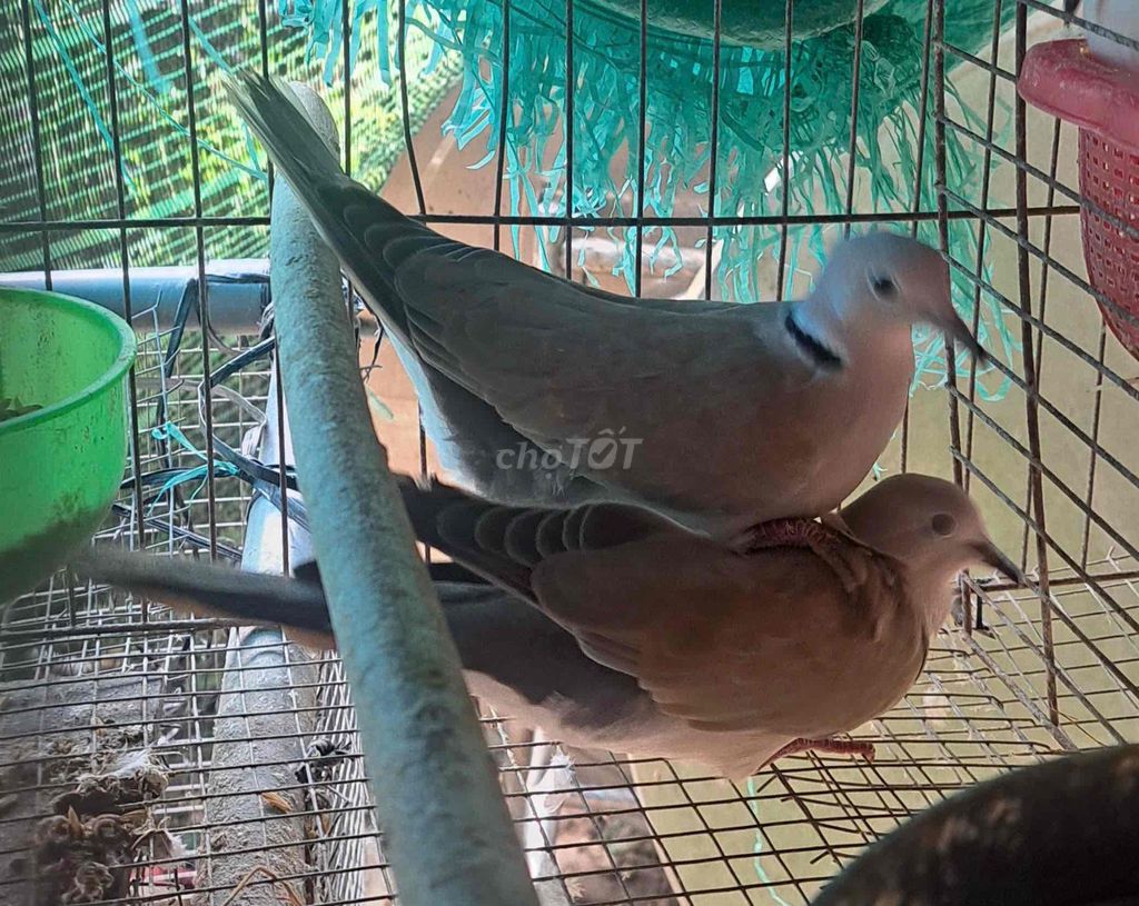 Chim cu pháp Nâu khỏe mạnh đã sinh sản. Mua bán Chim tại Huyện Cai Lậy Tiền Giang được đăng bởi ltp hình 1