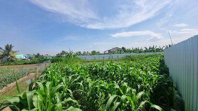 Cần bán lô đất 905m xã bình phục nhứt huyện chợ gạo tỉnh tiền giang. Mua bán đất tại Huyện Chợ Gạo Tiền Giang được đăng bởi Đỗ Quang vinh