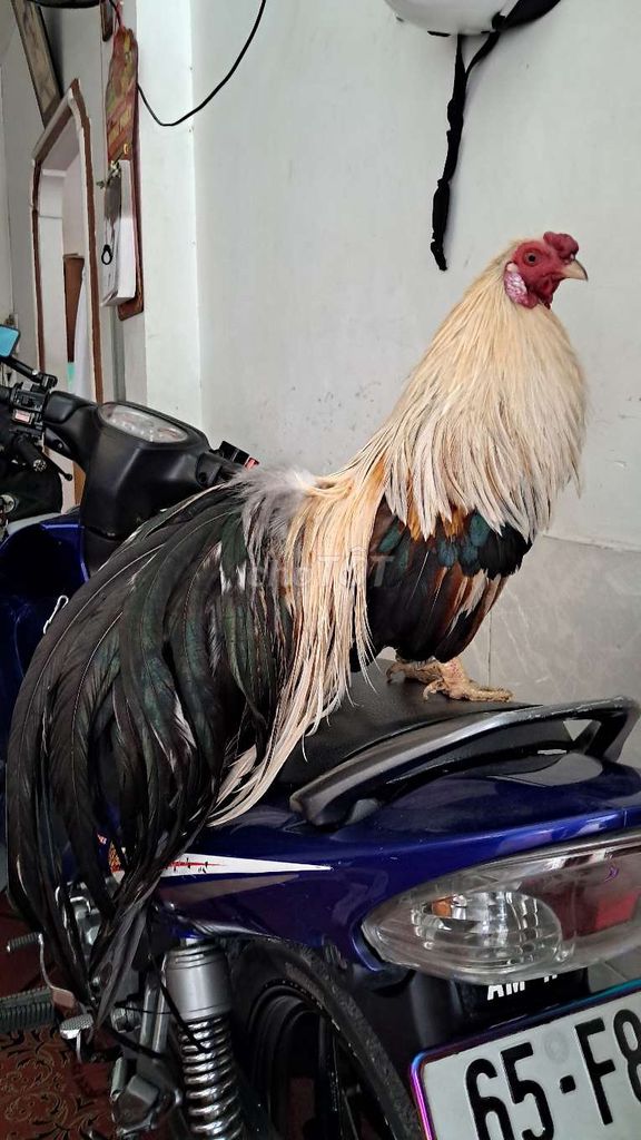 Gà Tân Châu trống 12 tháng. Mua bán Gà tại Quận Ninh Kiều Cần Thơ được đăng bởi Tín Nguyễn hình 1