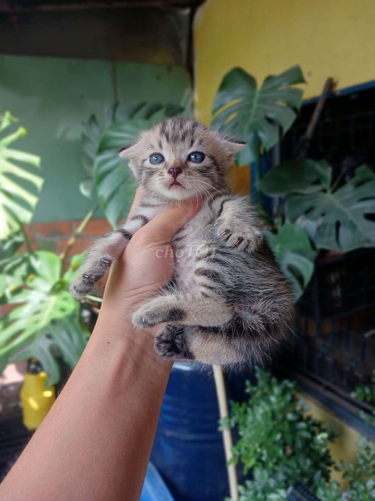 Mèo Anh lông ngắn tai cụp lững Đực. Mua bán Mèo tại Quận 6 Tp Hồ Chí Minh được đăng bởi Thiện 6868 hình 1