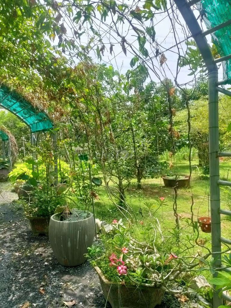 Bán farm đường Nguyễn Văn tạo nhà bè