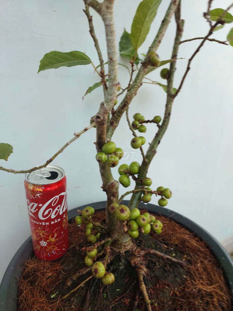 Sung bonsai siêu trái mang tài lộc sung túc cả năm