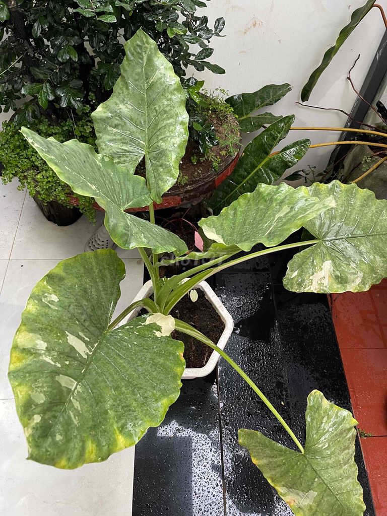Cây cảnh Monstera Variegata Xanh Trắng Vàng. Mua bán Cây cảnh, đồ trang trí tại Thành phố Buôn Ma Thuột Đắk Lắk được đăng bởi Trần đình tuấn hình 1