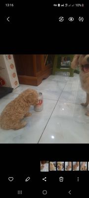 Chó poodle tini con hai tháng tuổi. Mua bán Chó tại Quận Bắc Từ Liêm Hà Nội được đăng bởi Nguyễn son 