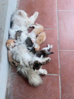 Gả cả đàn mẹ lẫn con, mẹ mèo ald, con phom tròn to