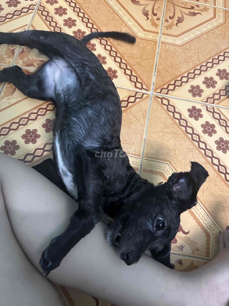 Chó Poodle lai Đen. Mua bán Chó tại Quận Phú Nhuận Tp Hồ Chí Minh được đăng bởi Út Nị hình 1