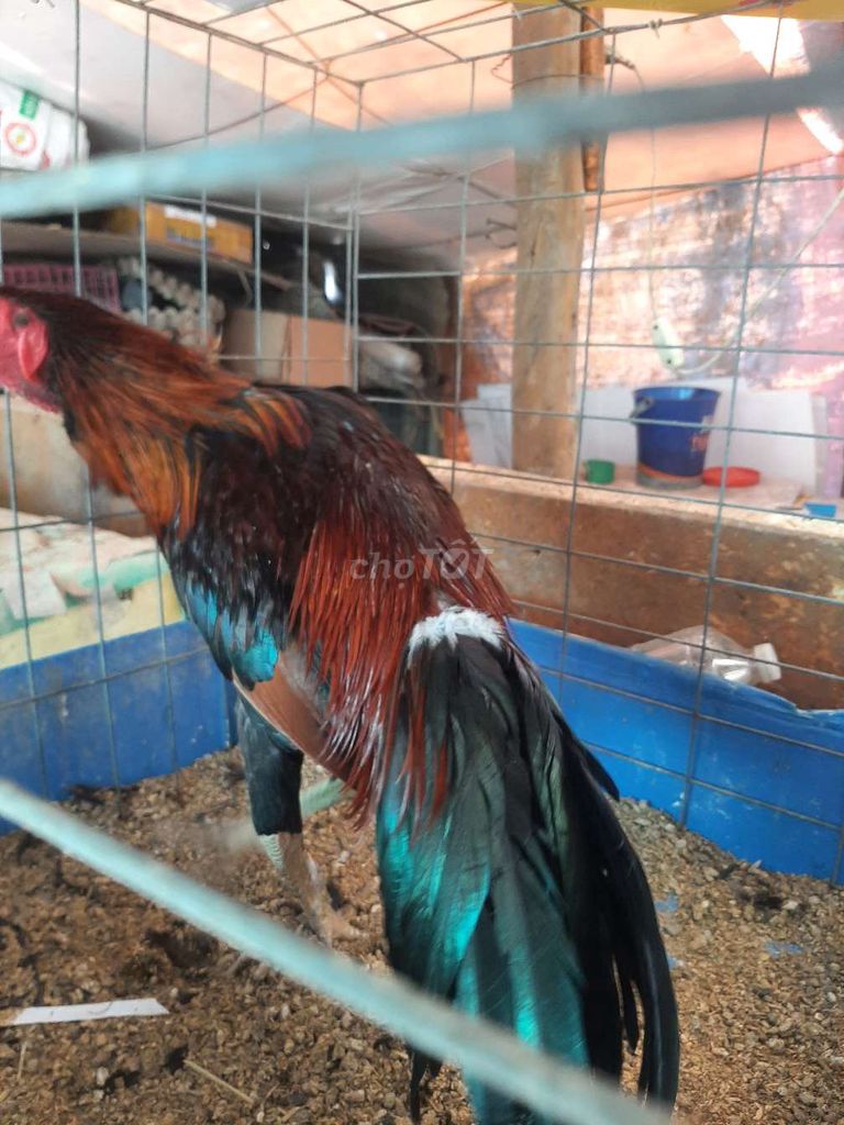 Gà nòi tơ rin  cha ăn 4 cái . Mua bán Gà tại Quận Bình Tân Tp Hồ Chí Minh được đăng bởi tân hình 1