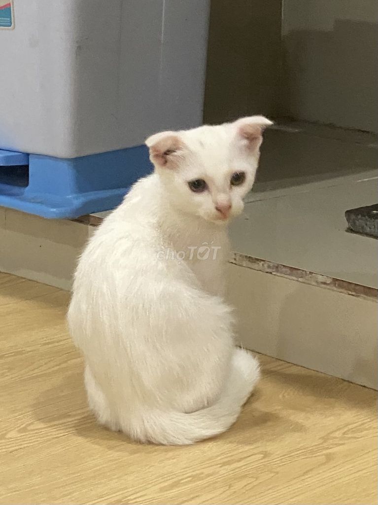 Mèo Khao Manee Anh tai cụp Rằn báo 3 tháng. Mua bán Mèo tại Quận 7 Tp Hồ Chí Minh được đăng bởi Thi Thao Nguyen Nguyen hình 1