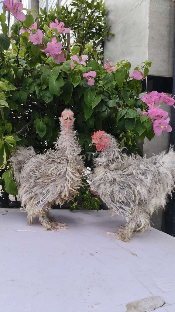 Gà Penkin Lông xù Cặp trống mái. Mua bán Gà tại Quận 12 Tp Hồ Chí Minh được đăng bởi Gà Kiểng Sài Gòn  hình 1