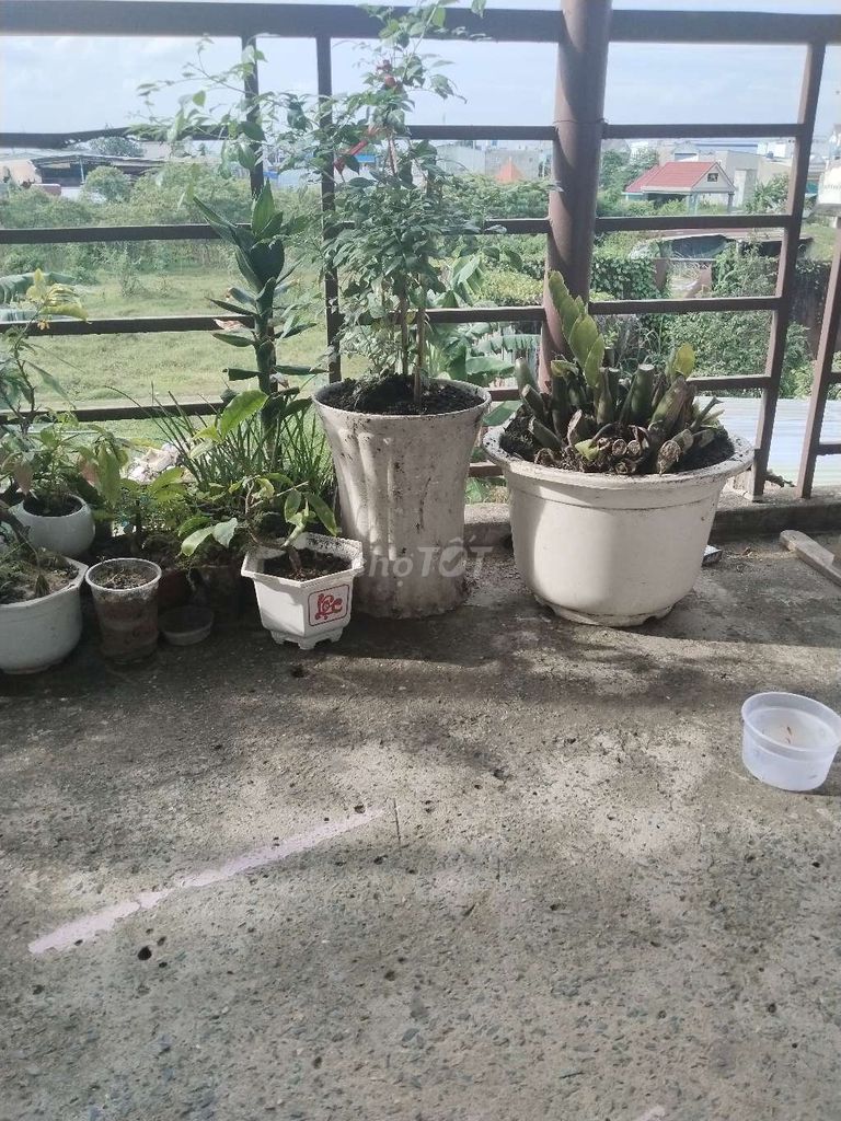Có ích cây cảnh không có thời gian chăm sóc nên