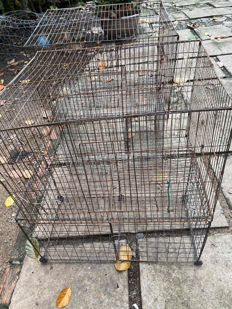 Lồng sắt Nâu hàng mới. Mua bán Phụ kiện, Thức ăn, Dịch vụ tại Thành phố Thuận An Bình Dương được đăng bởi Nguyễn Hoàng hình 1