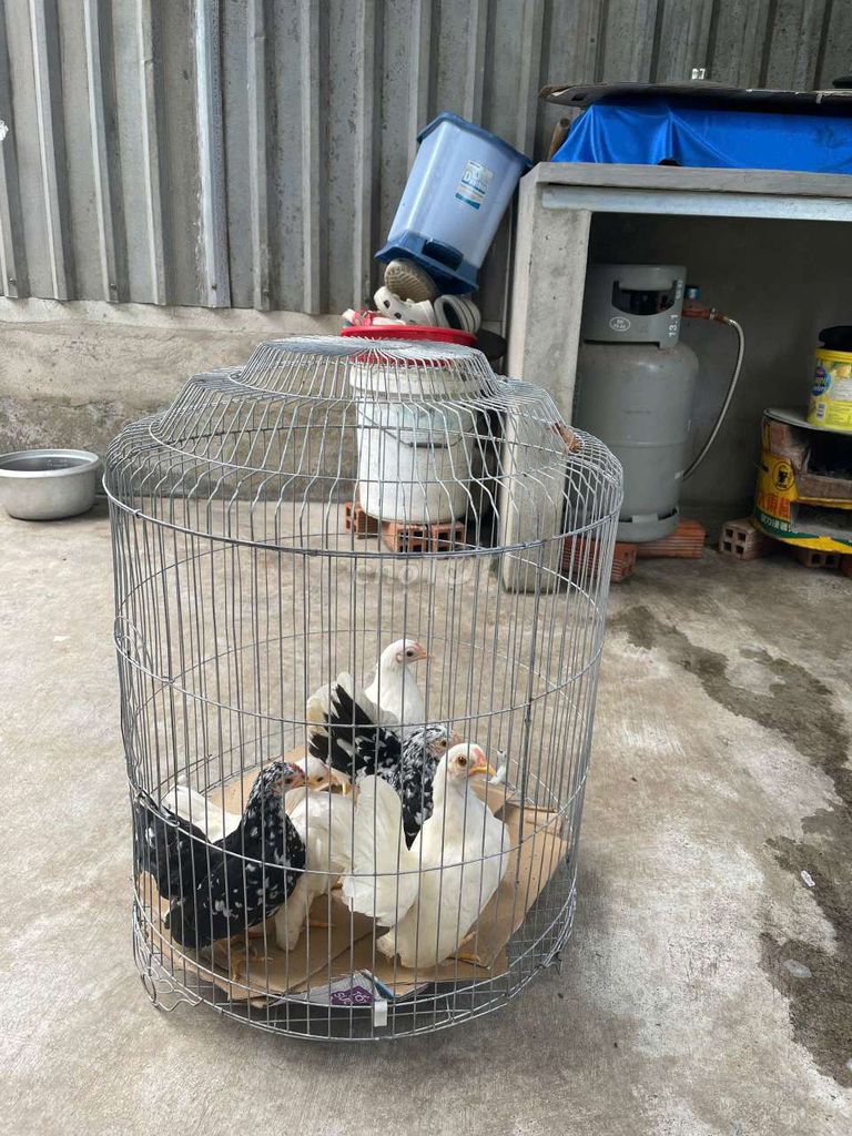 Thanh Lý Gà Serama Quận 12,  1 trống 2 mái. Mua bán Gà tại Quận 12 Tp Hồ Chí Minh được đăng bởi Nguyễn Tấn Luân hình 1