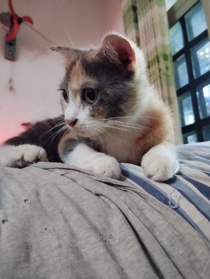 Cần Thanh Lý gấp bé mèo ALN đẹp cái 5 tháng tuổi