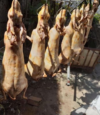 Thịt thỏ làm sẵn. Mua bán Đồ ăn, thực phẩm và các loại khác tại Thị xã Gò Công Tiền Giang được đăng bởi hieu 