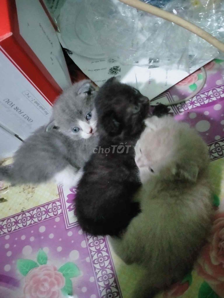 Mèo ALN Bicolor Cái Tai cụp 2 tháng. Mua bán Mèo tại Quận 8 Tp Hồ Chí Minh được đăng bởi tran dan hình 1
