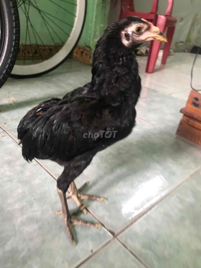 cúp mã lại 3 thángmắc chuyện tầm 1,2 kg đến 1,3 kg. Mua bán Gà tại Quận 12 Tp Hồ Chí Minh được đăng bởi Quốc cường hình 1