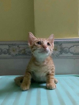 mèo cam lai anh lông dài. Mua bán Mèo tại Quận 7 Tp Hồ Chí Minh được đăng bởi Salina Nguyễn