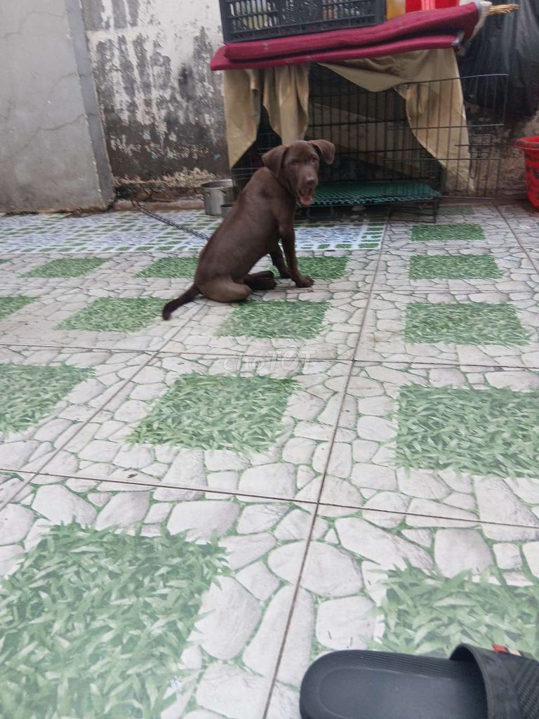 Chó Xoáy Thái đực 2 tháng đã tiêm. Mua bán Chó tại Thành phố Biên Hòa Đồng Nai được đăng bởi love you hình 1