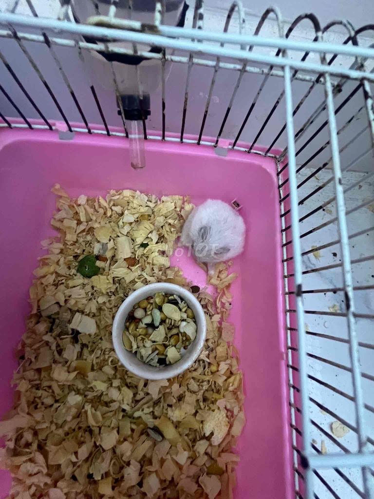 Chuột Hamster Trắng WW cute 🐹. Mua bán Thú cưng khác tại Huyện Thanh Trì Hà Nội được đăng bởi Vũ Hà hình 1