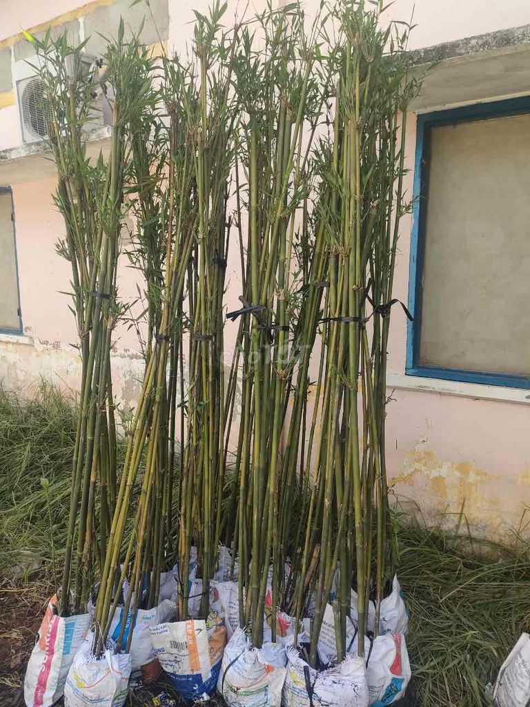 cây trúc cần câu. Mua bán Cây cảnh, đồ trang trí tại Quận Gò Vấp Tp Hồ Chí Minh được đăng bởi Vườn Kiểng Nhà Nị Ny hình 1