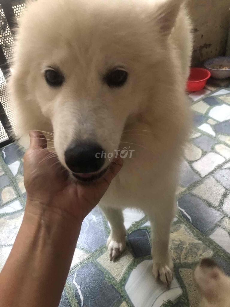 Chó Samoyed cái 1 tuổi. Mua bán Chó tại Thành phố Biên Hòa Đồng Nai được đăng bởi Vân Anh hình 1