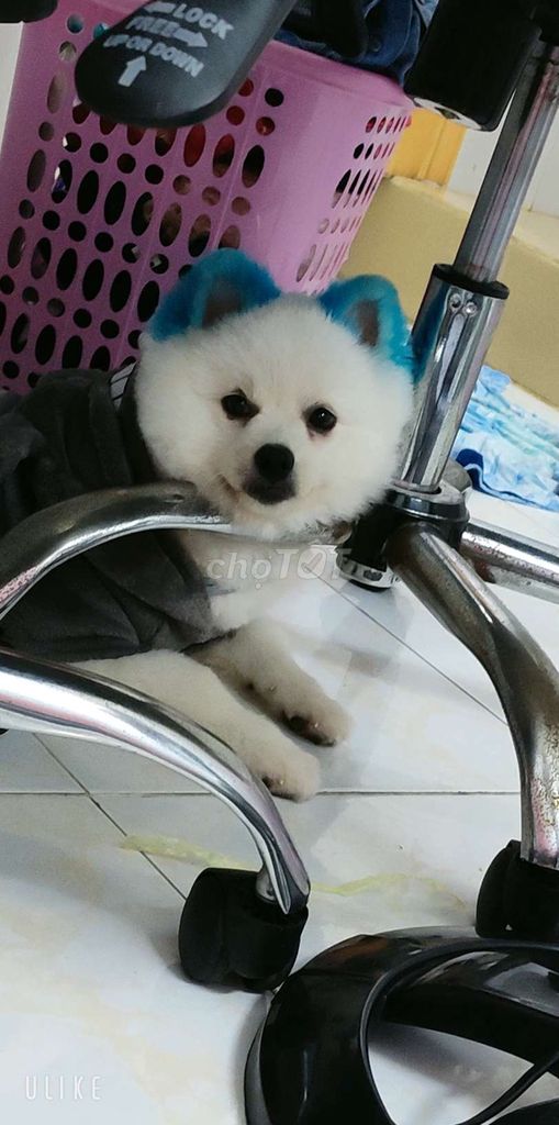 tìm chủ mới. Mua bán Chó tại Quận 1 Tp Hồ Chí Minh được đăng bởi Bé  hình 5