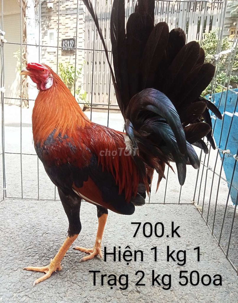 Trạng 1 kg 250oa hiện 1 kg 1 gà tơ nha ae