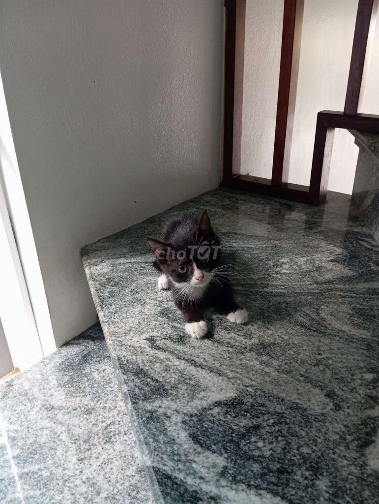 Mèo aln lai/ đã biết đi vệ sinh và ăn hạt.. Mua bán Mèo tại Huyện Đan Phượng Hà Nội được đăng bởi Quý Dũng Đỗ hình 1