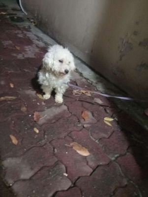 Bán chó poodle 1 năm tuổi
