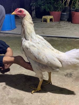 Bướm siu mỹ chưa rớt so. Mua bán Gà tại Huyện Bình Chánh Tp Hồ Chí Minh được đăng bởi Việt