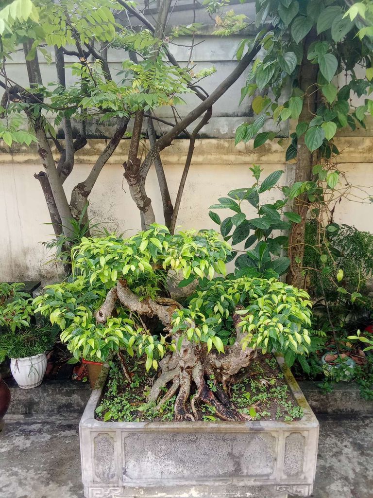 Cây cảnh Sanh quê Tầm trung Già cốt chậu. Mua bán Cây cảnh, đồ trang trí tại Huyện An Dương Hải Phòng được đăng bởi lexus hình 1