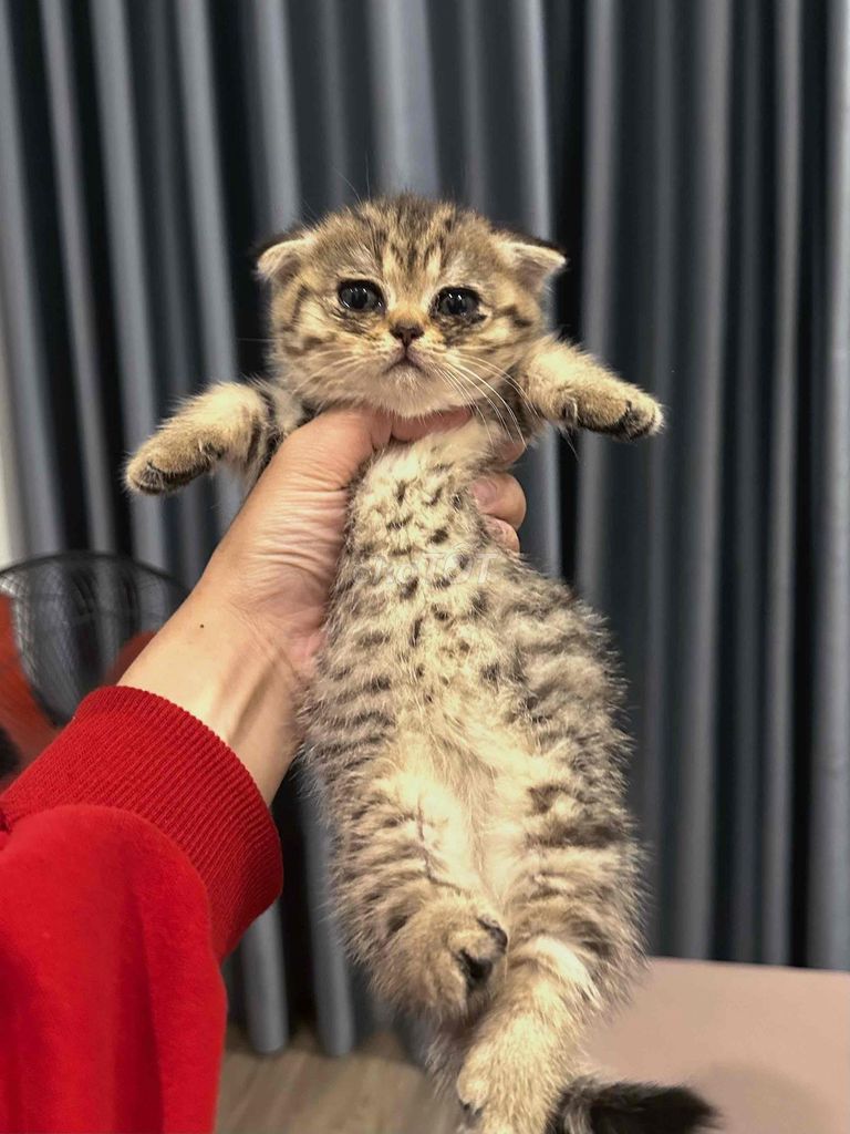 Mèo Scottish Fold Tai cụp. Mua bán Mèo tại Quận Nam Từ Liêm Hà Nội được đăng bởi Đinh Văn Sơn hình 1