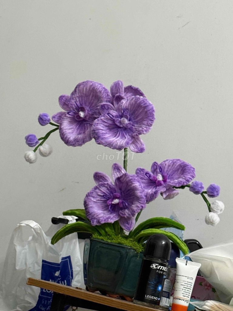 Hoa Trắng, Xanh lá trang trí. Mua bán Cây cảnh, đồ trang trí tại Quận Hai Bà Trưng Hà Nội được đăng bởi Nguyễn Thị Hiền hình 1