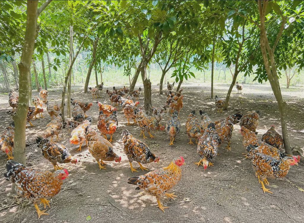 Gà Ri Hoa Mơ Cổ Xưa. Mua bán Gà tại Quận Bình Tân Tp Hồ Chí Minh được đăng bởi TRẠI THÚ CƯNG TẠI HCM hình 1