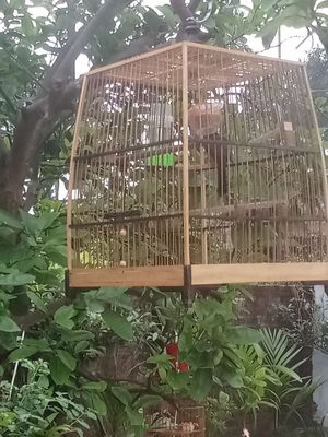 Cần bán. Mua bán Chim tại Huyện Chương Mỹ Hà Nội được đăng bởi Tu Do