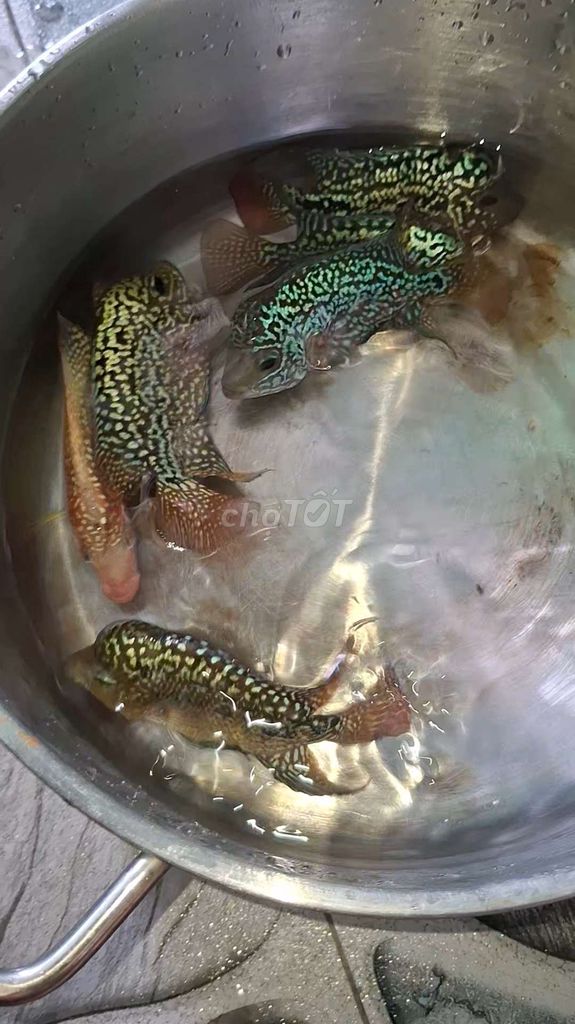 Kamfa f2  cả nồi 700