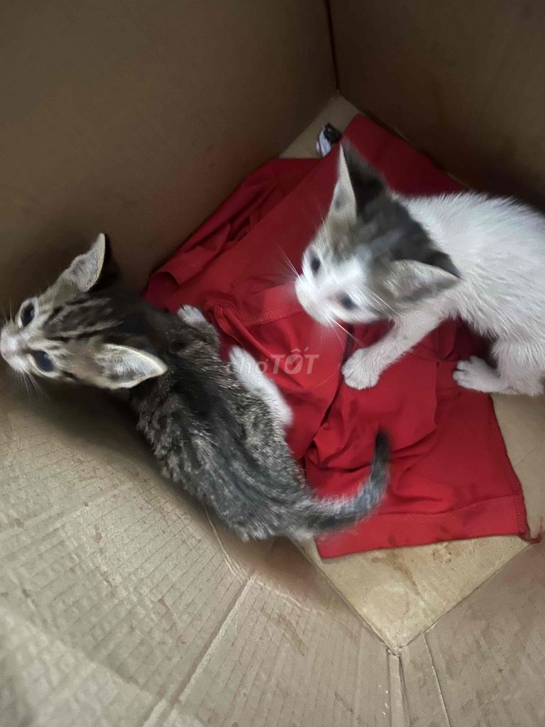 Mèo con. Mua bán Mèo tại Quận 12 Tp Hồ Chí Minh được đăng bởi Neww Wild Rift hình 1