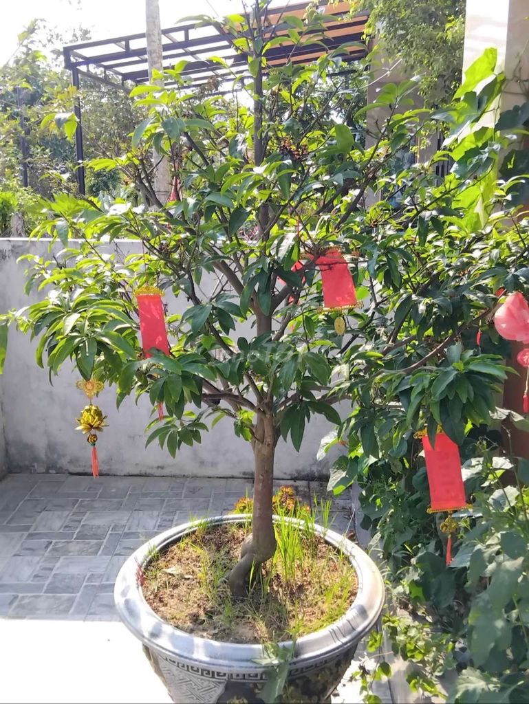 Mai vàng. Mua bán Cây cảnh, đồ trang trí tại Thị xã Điện Bàn Quảng Nam được đăng bởi lê hoàng như hình 1