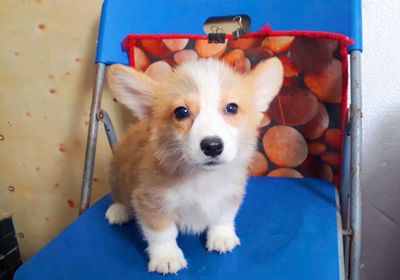 Corgi ! Corgi ! Corgi ! Corgi ! Corgi ! Corgi !!!!