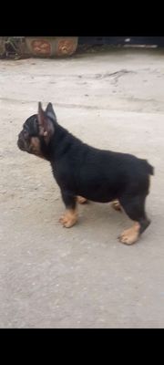 Chó Bull Pháp đen 75 ngày đã tiêm