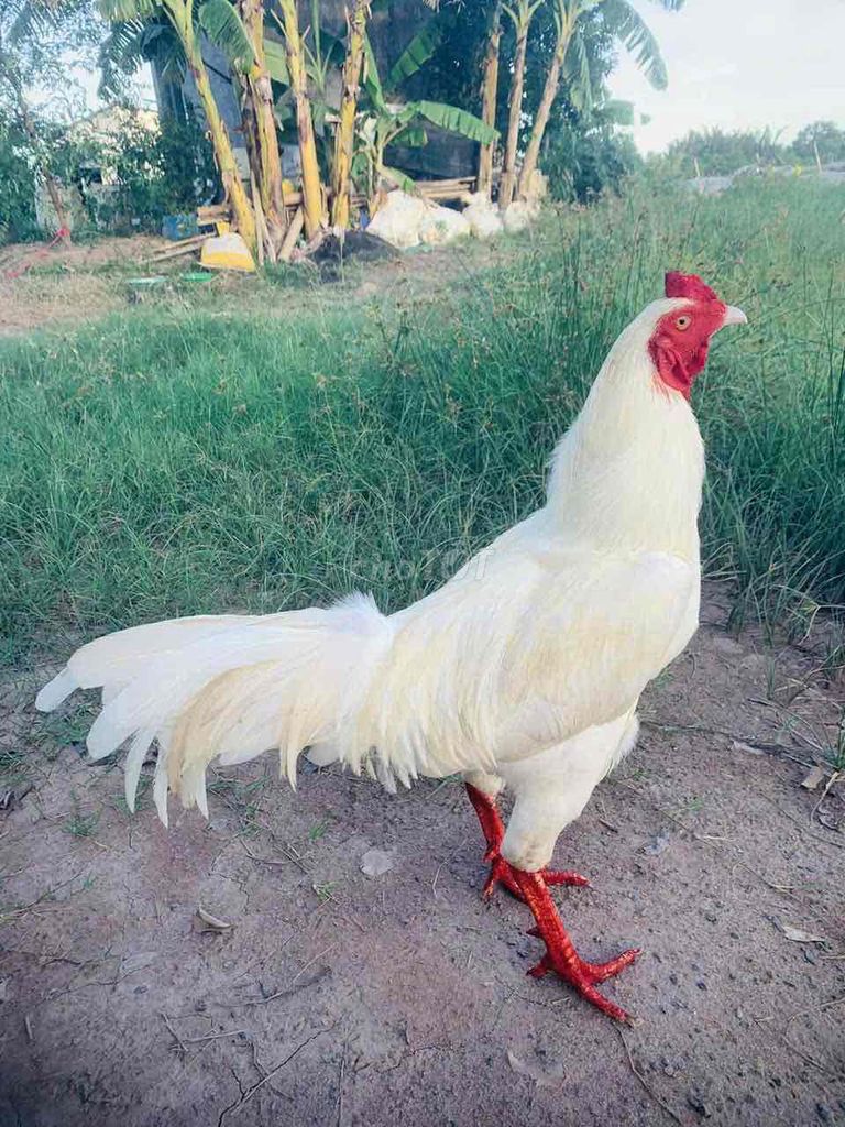 úa 2kg8. Mua bán Gà tại Huyện Châu Thành Sóc Trăng được đăng bởi Di Khương hình 3