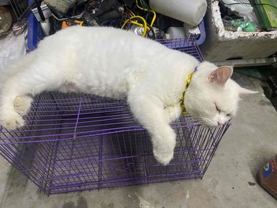 em cần tìm nhà mới cho em mèo ,không có time chăm. Mua bán Mèo tại Huyện Hoài Đức Hà Nội được đăng bởi Thành Đạt