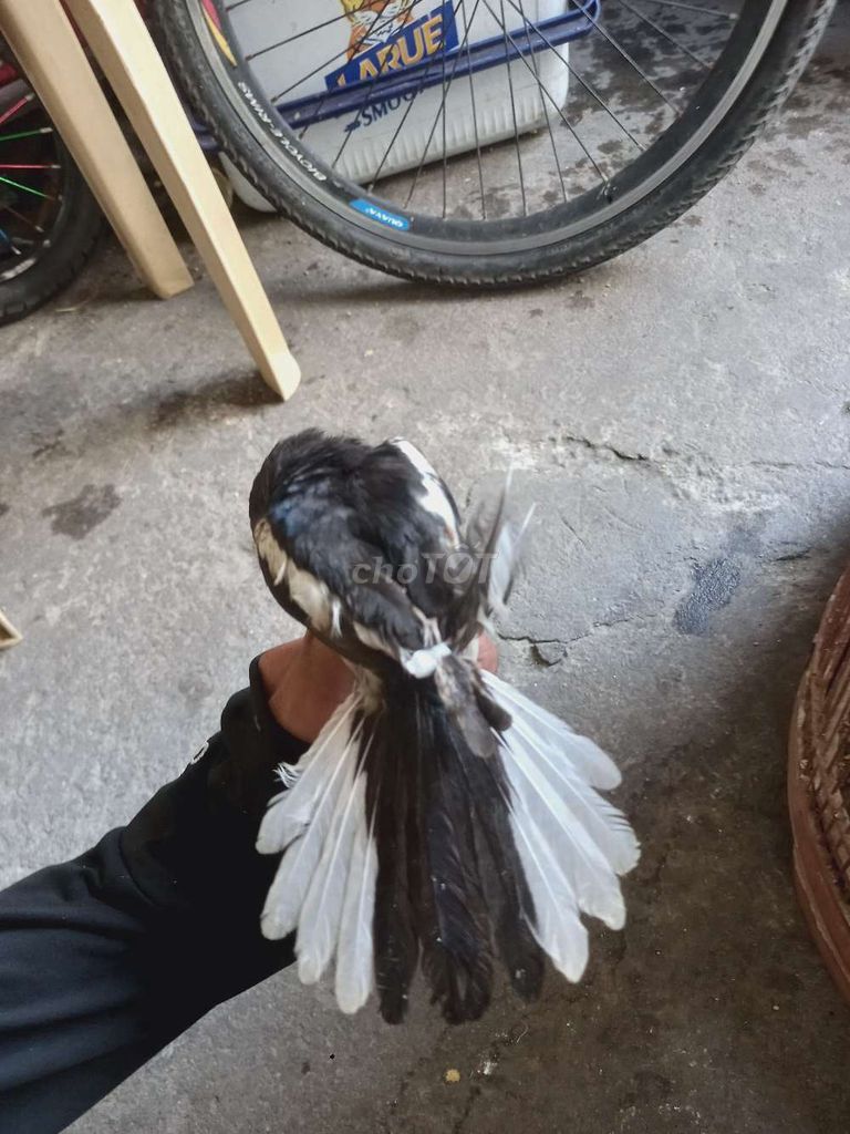 Chim Than chuyền trống đen trắng. Mua bán Chim tại Quận Liên Chiểu Đà Nẵng được đăng bởi Pham Huy11 hình 1