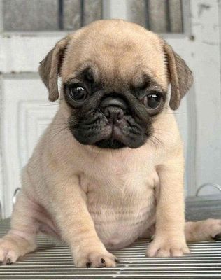 Pug Mặt Xệ. Mua bán Chó tại Quận Bình Tân Tp Hồ Chí Minh được đăng bởi Cậu ba bán chó