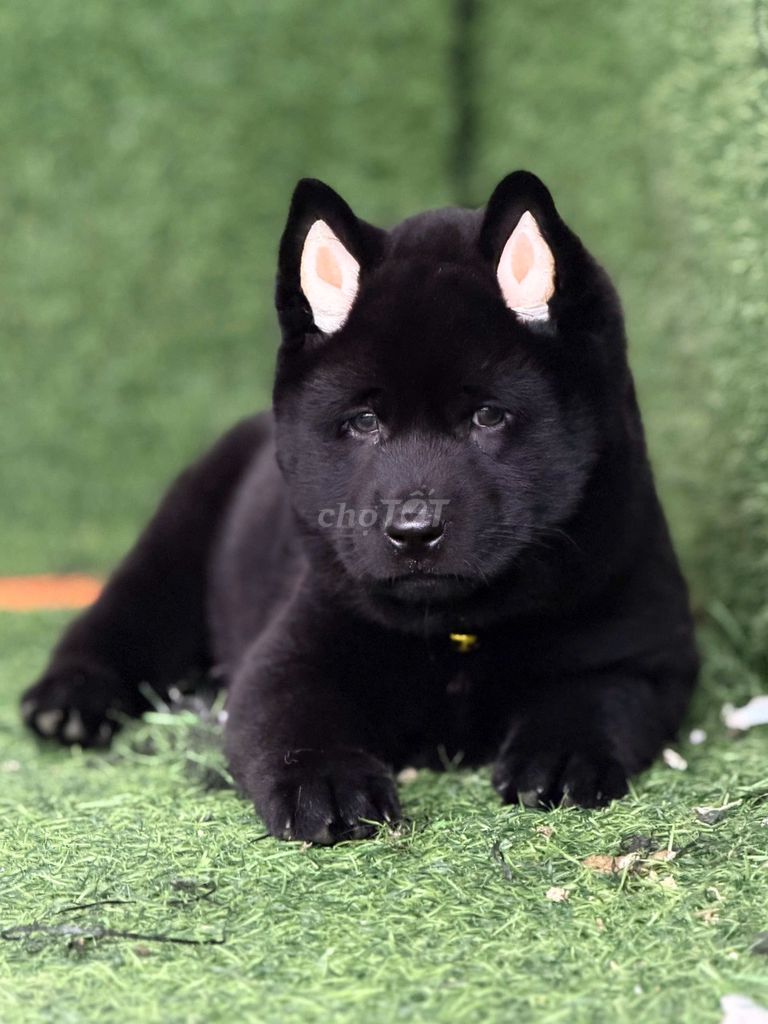 Chó Mông Cộc hàng VIP THUẦN 100%. Mua bán Chó tại Huyện Chơn Thành Bình Phước được đăng bởi Thú Cưng Độc Đẹp Hiếm PND hình 1