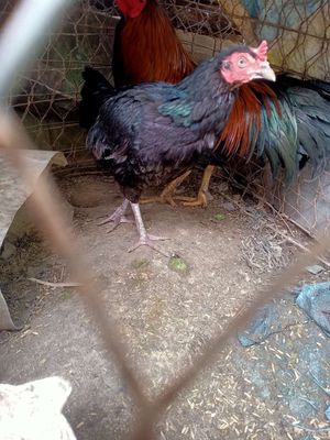 Mái ô trên 2kg. Mua bán Gà tại Thị xã Bình Minh Vĩnh Long được đăng bởi Nguyễn Hết