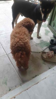 cần bán cho poodle 7 tháng tuổi. Mua bán Chó tại Quận 12 Tp Hồ Chí Minh được đăng bởi Phạm Hữu Lộc